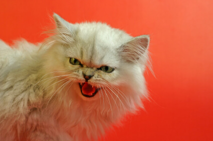 Cat Behavior Problems Explained: Solutions for Common Feline Issues Part 2