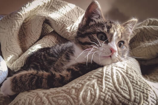 comfy-kitten