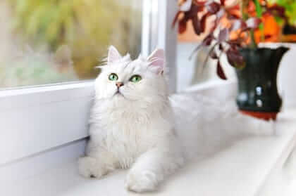 Lounging Kitty