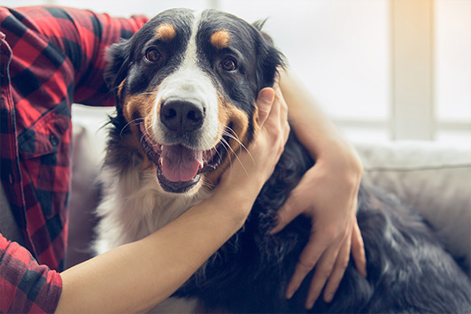 dog leaning on person in flannel
