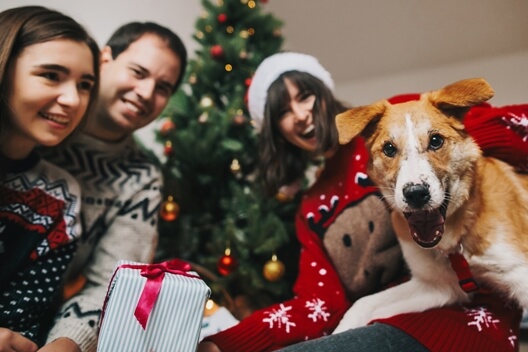 Giving Thanks: Holiday Season Gratitude for Dog Owners