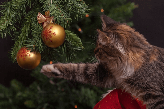 Kitty-Xmas