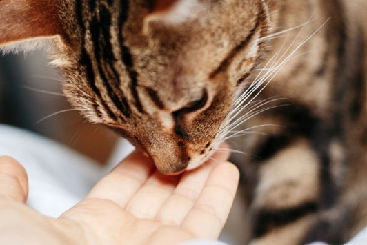 What Scents Do Cats Love? A Guide to Feline-Friendly Scents