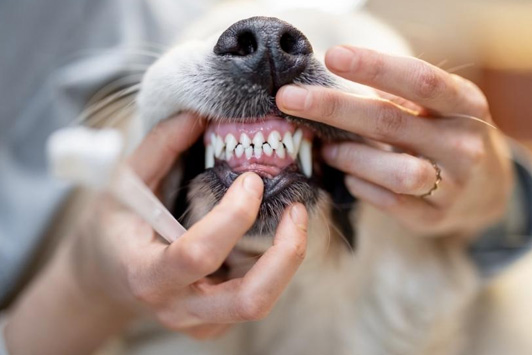 dog teeth