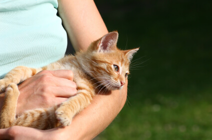 Feline Digestive Disorders: Common Cat Stomach Problems and Solutions