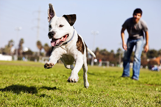 Dog Running In Field