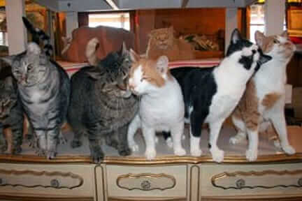 Kat Barn Kitties
