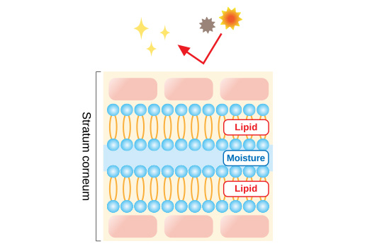 illustration of skin