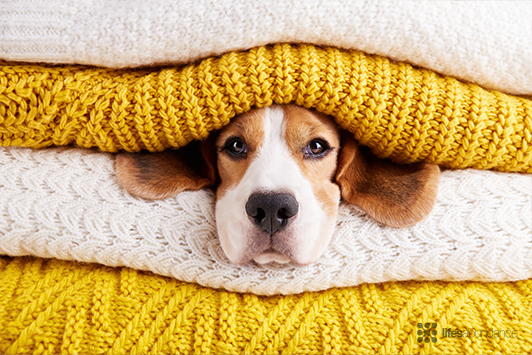 Winter Care Myths and Hacks for Dogs and Cats