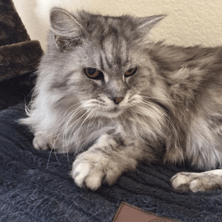 Miss Kitty