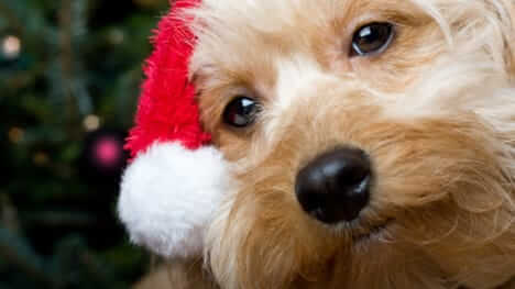 Dog With Santa Hat