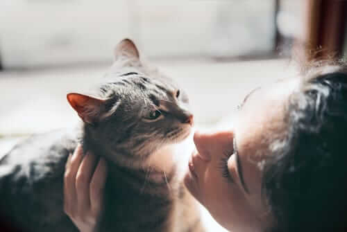 Cat Rescue Receives Foundation Funding Award