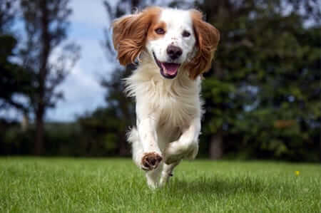Foundation Funds Cocker Spaniel Rescue