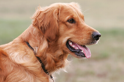 Golden Retriever Rescue: How GRIN Saves Dogs Nationwide
