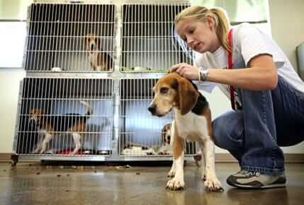 Lauren With Beagle