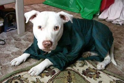 Forte Animal Rescue: Saving Abandoned Dogs in California