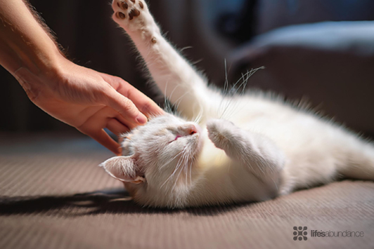 5 Surprising Ways Cats Show Their Gratitude