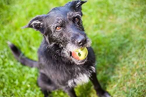 Dog With Apple