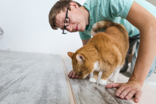 Man Shows Cat His Completed DIY Pet Project