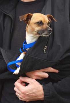 Dog Theft Prevention: How to Protect Your Dog