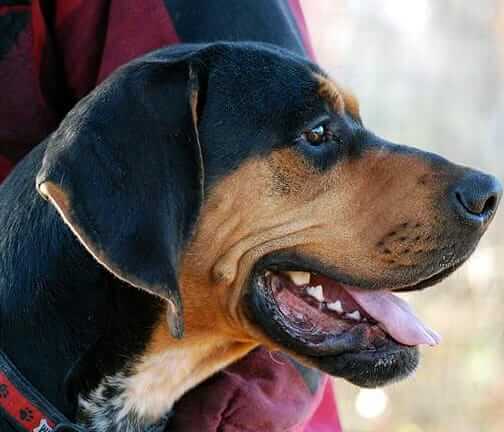 Brutus