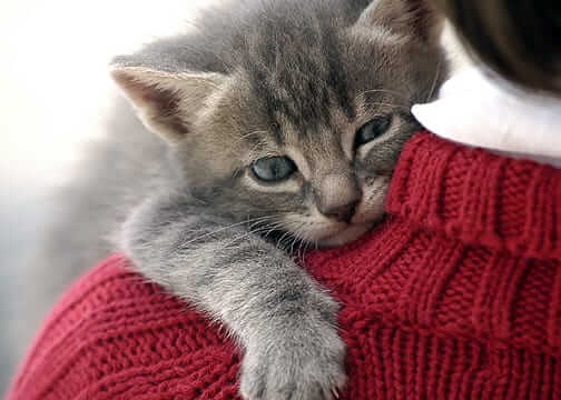 Kitten