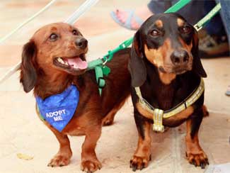 Dachshund Rescue South Florida: Saving Abandoned Dogs