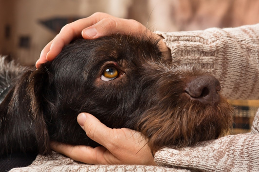 person petting sad dog