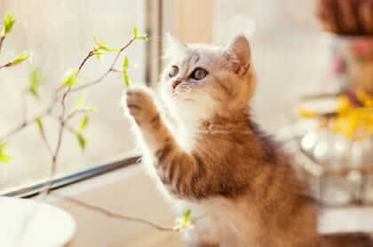 Playful Cat