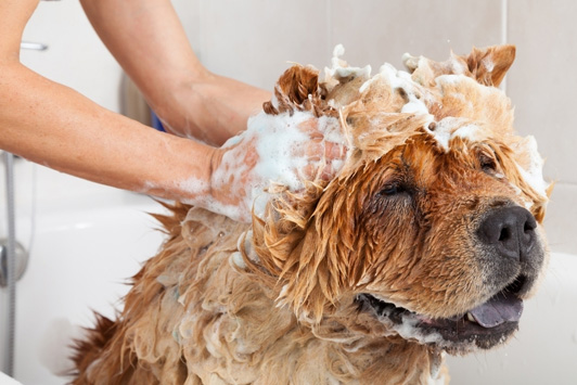 dog getting a bath