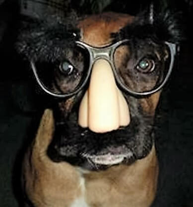 Stella Groucho