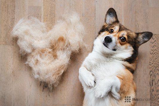 10 Dog Breeds That Shed the Most and Shedding Solutions