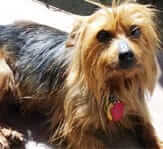 Petite Paws Rescue Angels