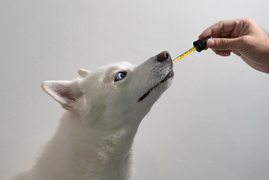 CBD for Dogs and Cats: Why Your Vet Can