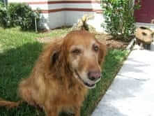 Rescued Golden - Lady