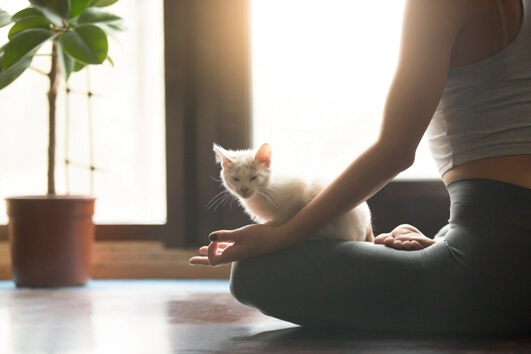 yoga-with-your-cat