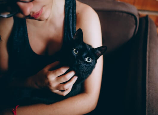 cat-petting