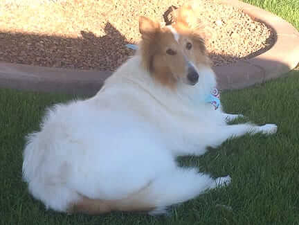 Shasta