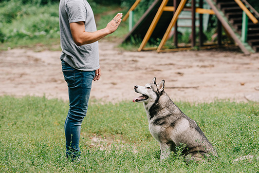 man training dog