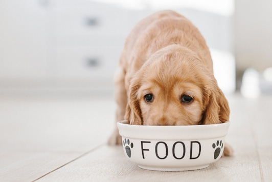 dog laying down behind food bowl