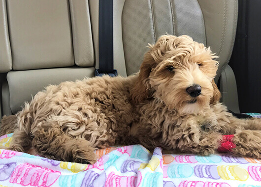 First-Ride-Home