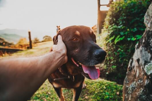 Happy Dog Avoids Heat Exhaustion