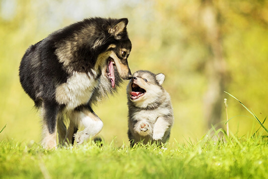 Happy Dogs In Park