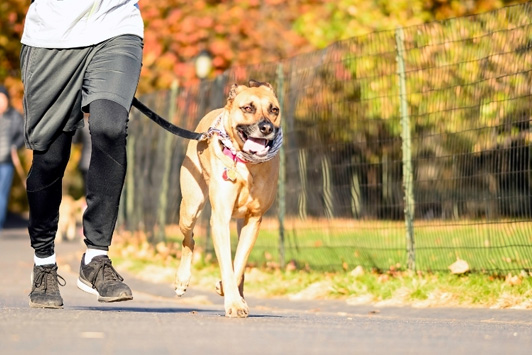 dog running alongside owner