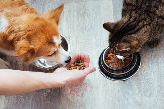 Bulletin: Massive Dog and Cat Food Recall Due to Salmonella