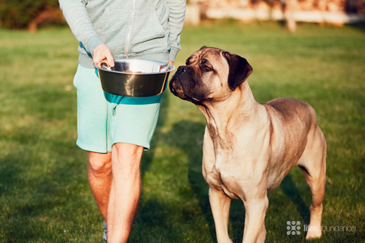 Do Dogs Need Meat? The Truth About Protein in Dog Food