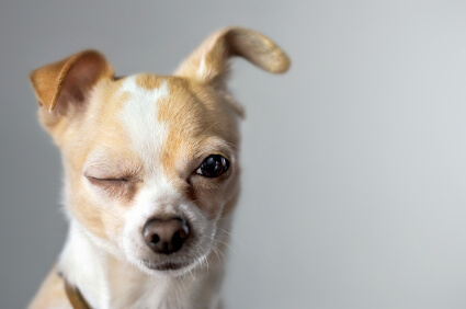 Dealing with Gassy Dogs and Cats