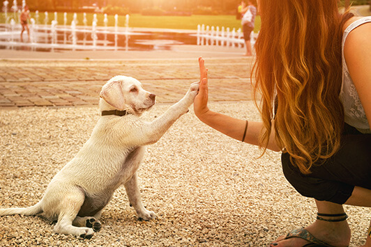 Your Dog
