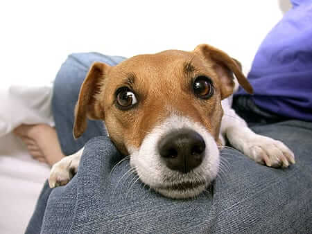 Jack Russell