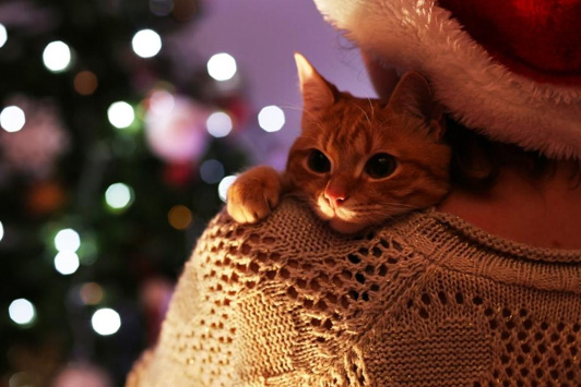 cat on woman near tree